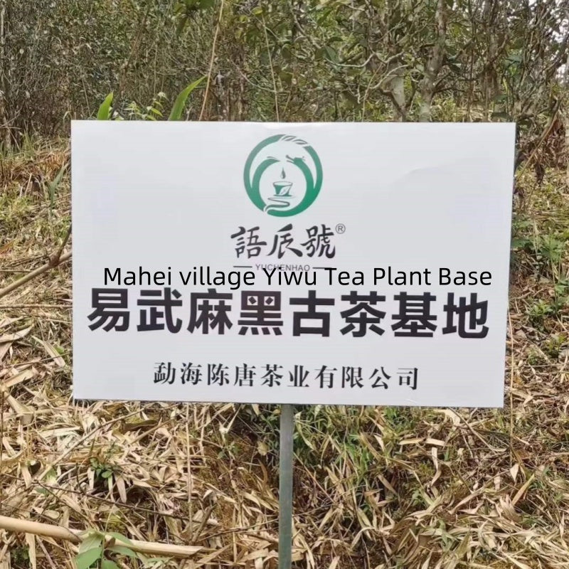 Mahei Village Shimenkan Ancient Tree 2023 Spring Raw Pu-Erh Tea 2023麻黑石门坎古树普洱茶