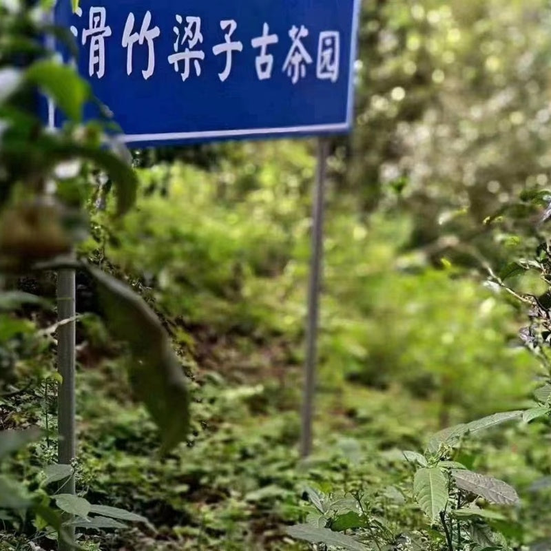 Ancient trees of Slippery Bamboo Liangzi Raw Pu'Erh Tea 2023年滑竹梁子古树普洱生茶