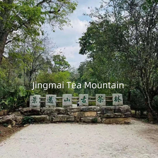 2023 Jingmai Ancient Tree Raw Pu-Erh Tea 2023景迈古树普洱生茶